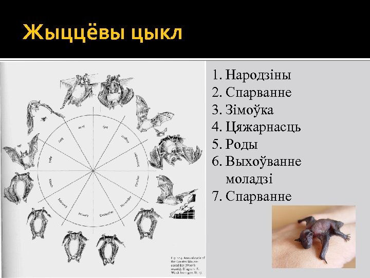 Жыццёвы цыкл 1. Народзіны 2. Спарванне 3. Зімоўка 4. Цяжарнасць 5. Роды 6. Выхоўванне