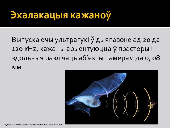 Эхалакацыя кажаноў Выпускаючы ультрагукі ў дыяпазоне ад 20 да 120 к. Hz, кажаны арыентуюцца