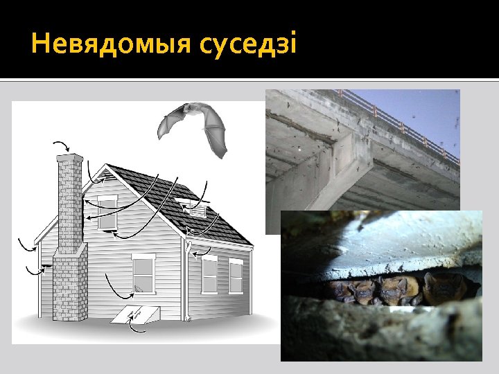 Невядомыя суседзі 