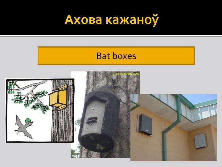 Ахова кажаноў Bat boxes 