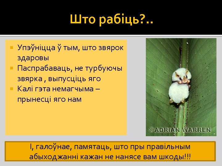 Што рабіць? . . Упэўніцца ў тым, што звярок здаровы Паспрабаваць, не турбуючы звярка
