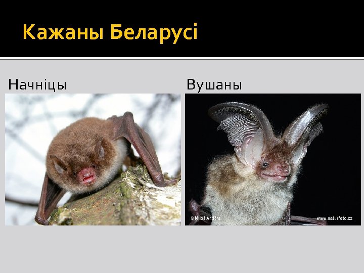 Кажаны Беларусі Начніцы Вушаны 