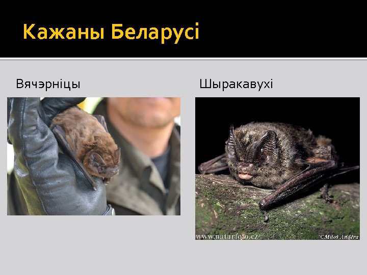 Кажаны Беларусі Вячэрніцы Шыракавухі 