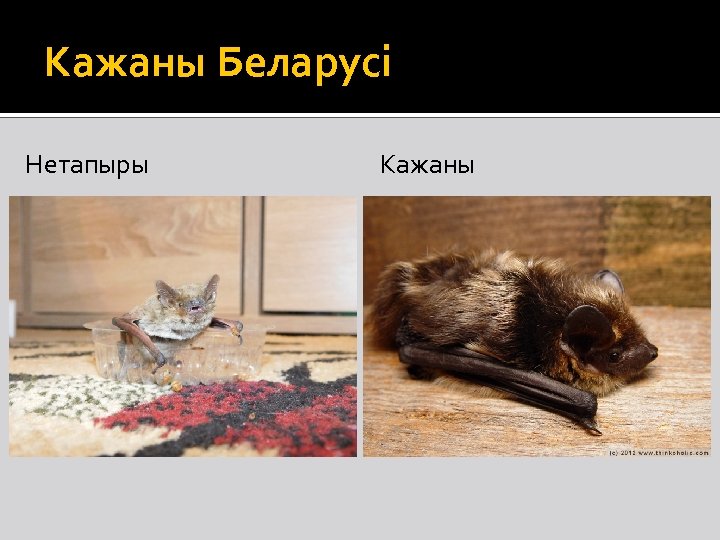 Кажаны Беларусі Нетапыры Кажаны 