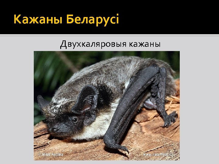 Кажаны Беларусі Двухкаляровыя кажаны 