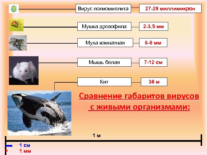 Вирус полиомиелита 27 -29 миллимикрон Мушка дрозофила 2 -3, 5 мм Муха комнатная 6