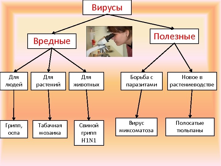 Положительный вирус. Вирусы полезные для человека. Вредные и полезные вирусы. Вред вирусов. Чем полезны вирусы.