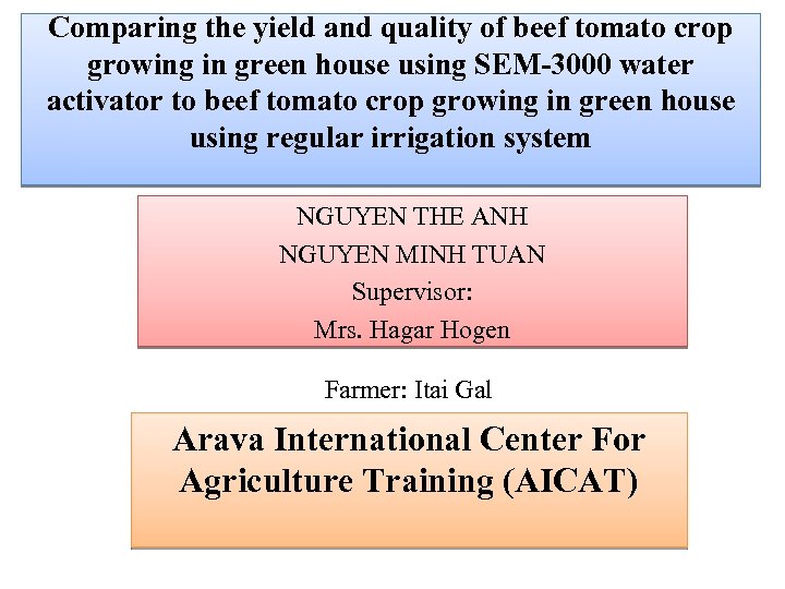 Comparing the yield and quality of beef tomato crop growing in green house using