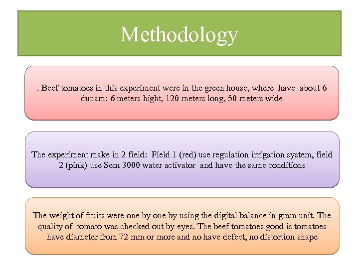 Methodology. Beef tomatoes in this experiment were in the green house, where have about
