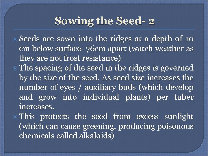 Sowing the Seed- 2 Seeds are sown into the ridges at a depth of