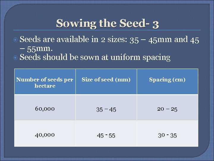 Sowing the Seed- 3 Seeds are available in 2 sizes: 35 – 45 mm
