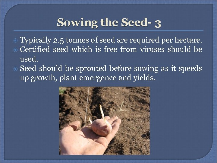 Sowing the Seed- 3 Typically 2. 5 tonnes of seed are required per hectare.