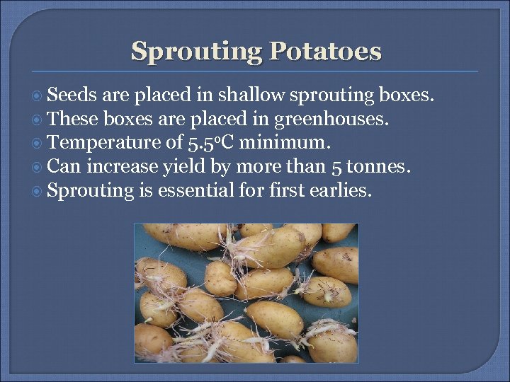 Sprouting Potatoes Seeds are placed in shallow sprouting boxes. These boxes are placed in