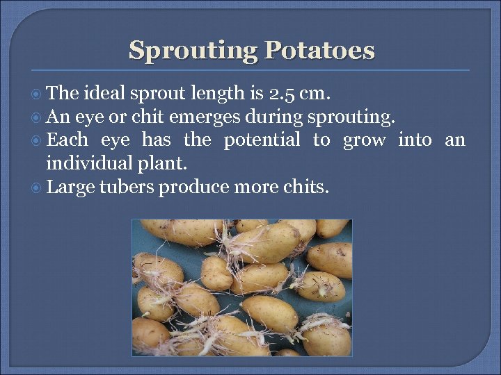 Sprouting Potatoes The ideal sprout length is 2. 5 cm. An eye or chit