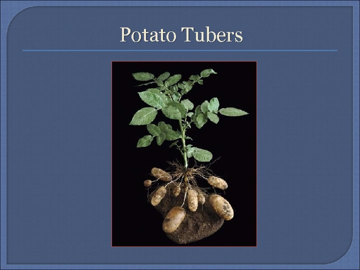 Potato Tubers 