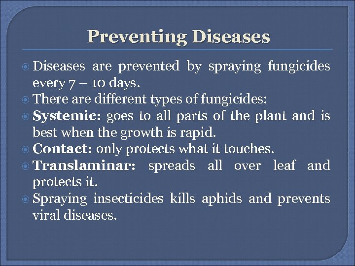 Preventing Diseases are prevented by spraying fungicides every 7 – 10 days. There are
