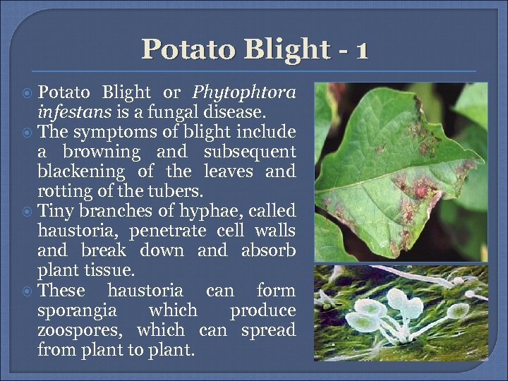 Potato Blight - 1 Potato Blight or Phytophtora infestans is a fungal disease. The