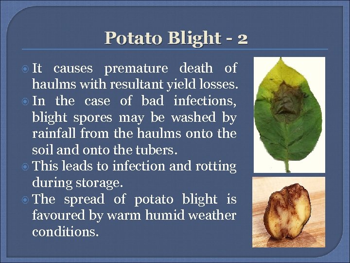 Potato Blight - 2 It causes premature death of haulms with resultant yield losses.