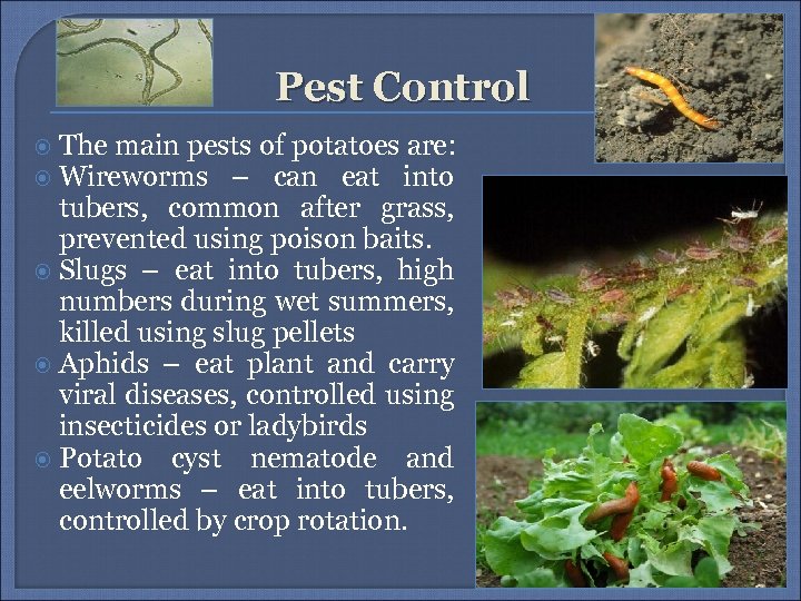 Pest Control The main pests of potatoes are: Wireworms – can eat into tubers,