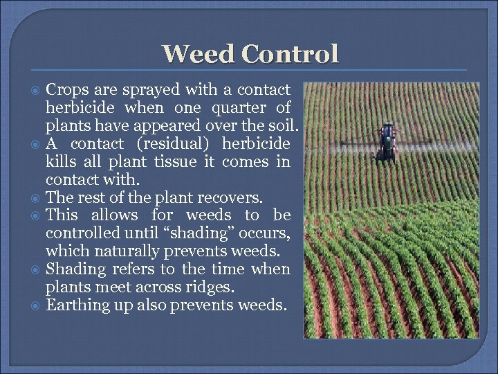 Weed Control Crops are sprayed with a contact herbicide when one quarter of plants