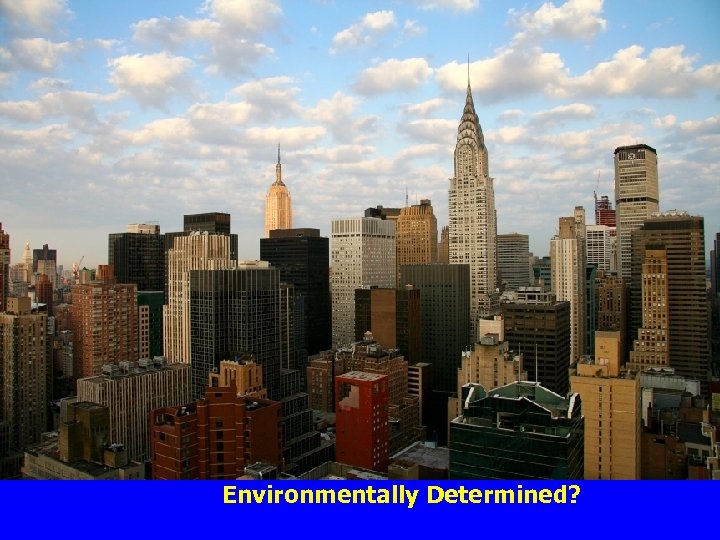 N. Y. C. Environmentally Determined? 