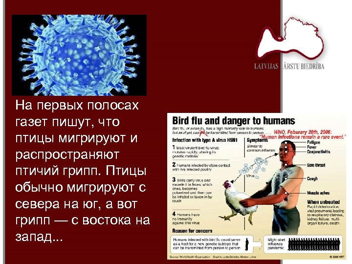 На первых полосах газет пишут, что птицы мигрируют и распространяют птичий грипп. Птицы обычно