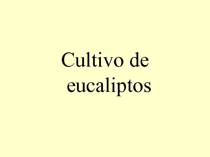Cultivo de eucaliptos 