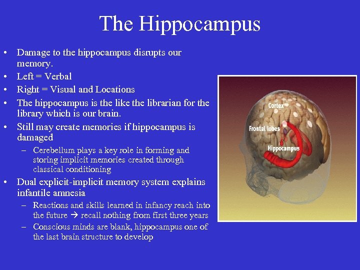 The Hippocampus • Damage to the hippocampus disrupts our memory. • Left = Verbal