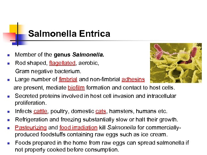 Salmonella Entrica Member of the genus Salmonella. n Rod shaped, flagellated, aerobic, Gram negative