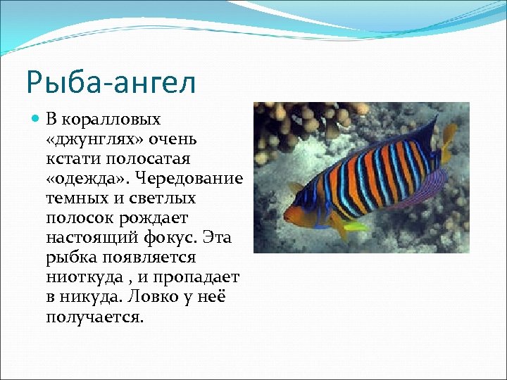 Рыба-ангел В коралловых «джунглях» очень кстати полосатая «одежда» . Чередование темных и светлых полосок