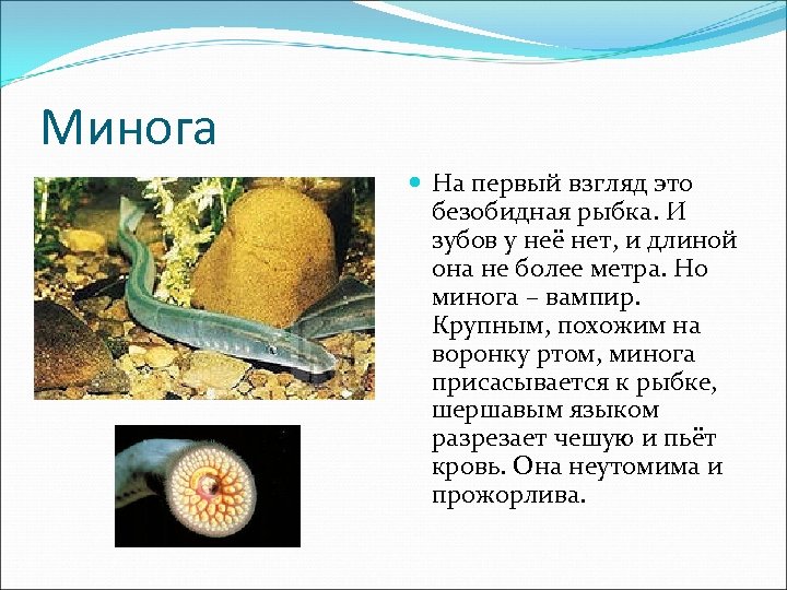 Минога На первый взгляд это безобидная рыбка. И зубов у неё нет, и длиной