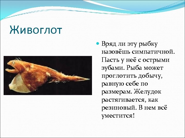 Живоглот Вряд ли эту рыбку назовёшь симпатичной. Пасть у неё с острыми зубами. Рыба