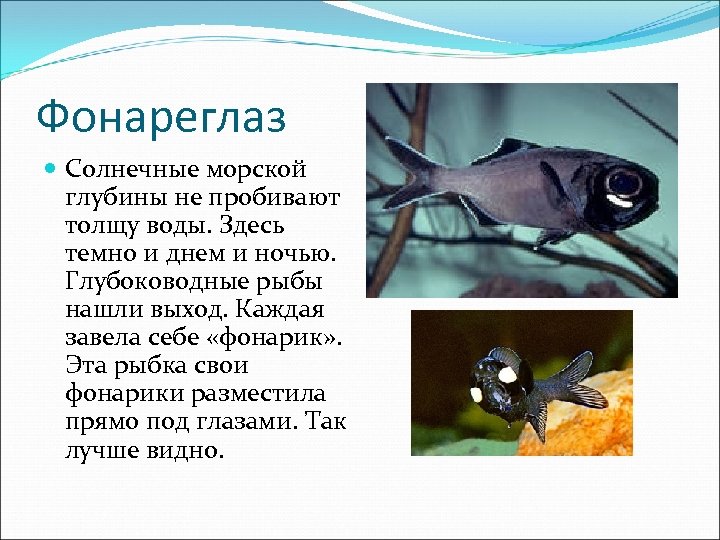 Фонареглаз Солнечные морской глубины не пробивают толщу воды. Здесь темно и днем и ночью.