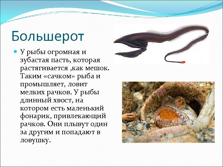 Большерот У рыбы огромная и зубастая пасть, которая растягивается , как мешок. Таким «сачком»