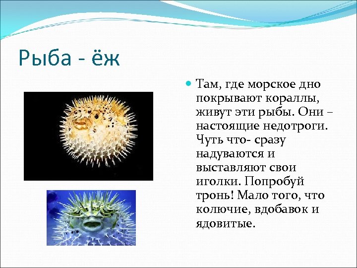 Рыба - ёж Там, где морское дно покрывают кораллы, живут эти рыбы. Они –