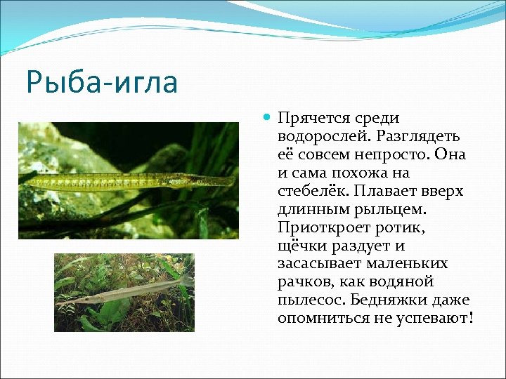 Рыба-игла Прячется среди водорослей. Разглядеть её совсем непросто. Она и сама похожа на стебелёк.