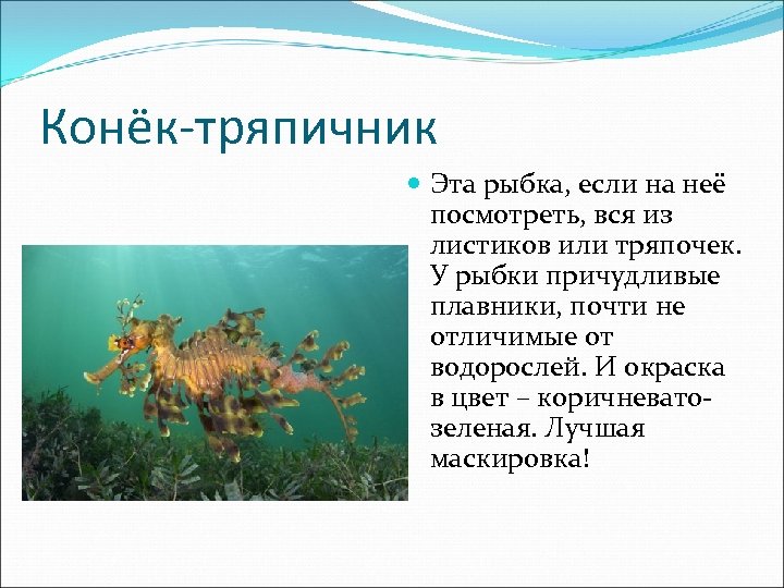 Конёк-тряпичник Эта рыбка, если на неё посмотреть, вся из листиков или тряпочек. У рыбки