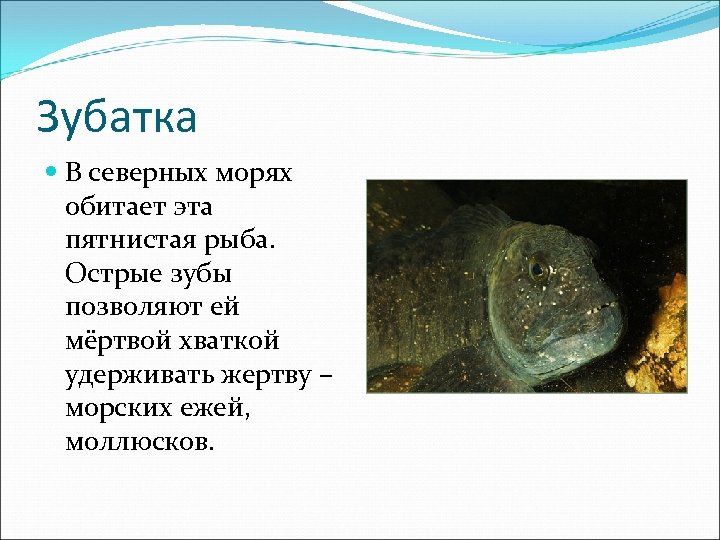 Зубатка В северных морях обитает эта пятнистая рыба. Острые зубы позволяют ей мёртвой хваткой