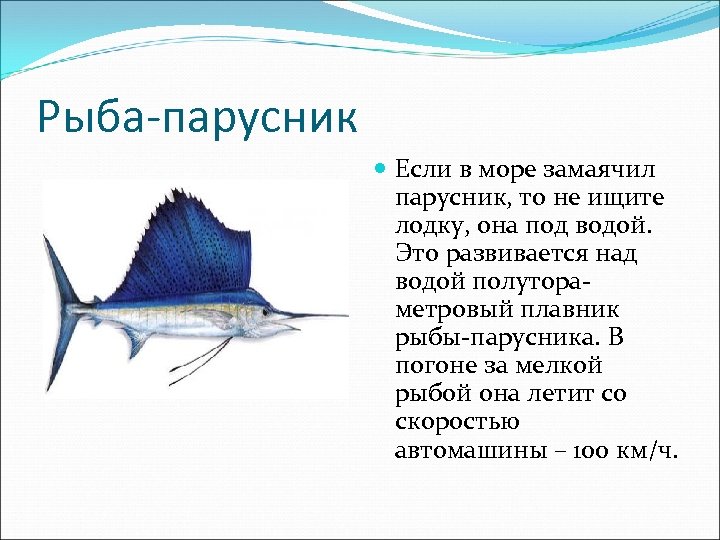 Рыба-парусник Если в море замаячил парусник, то не ищите лодку, она под водой. Это