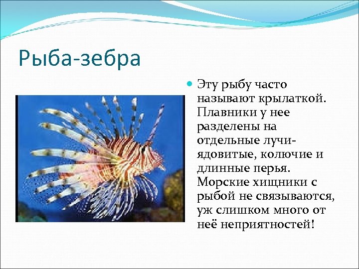 Рыба-зебра Эту рыбу часто называют крылаткой. Плавники у нее разделены на отдельные лучиядовитые, колючие
