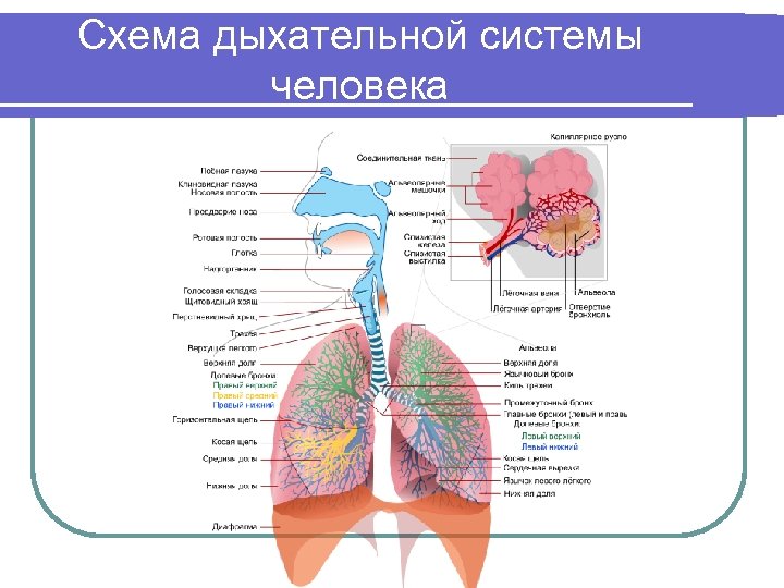 Схема дыхательной системы