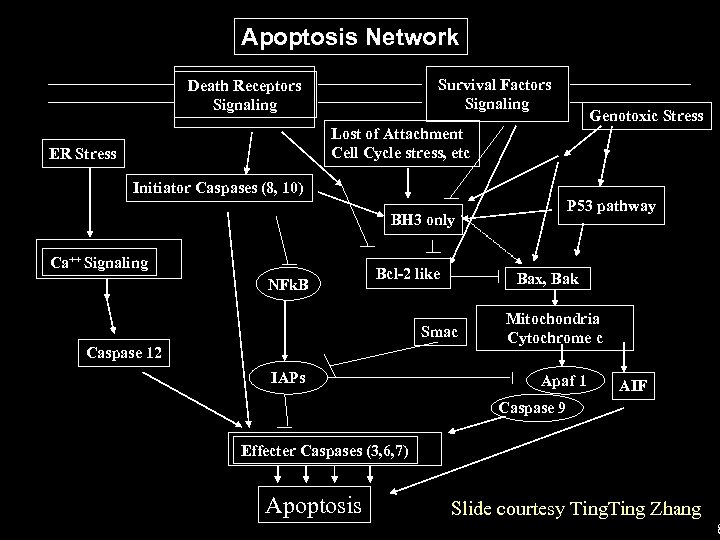 Apoptosis Network Survival Factors Signaling Death Receptors Signaling Genotoxic Stress Lost of Attachment Cell