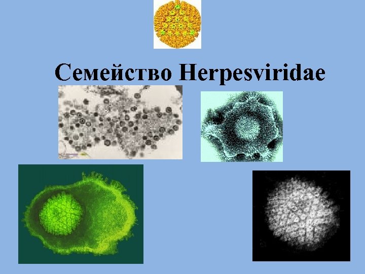 Семейство Herpesviridae 