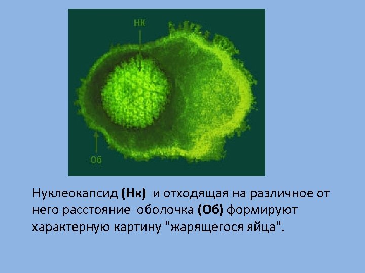 Нуклеокапсид (Нк) и отходящая на различное от него расстояние оболочка (Об) формируют характерную картину