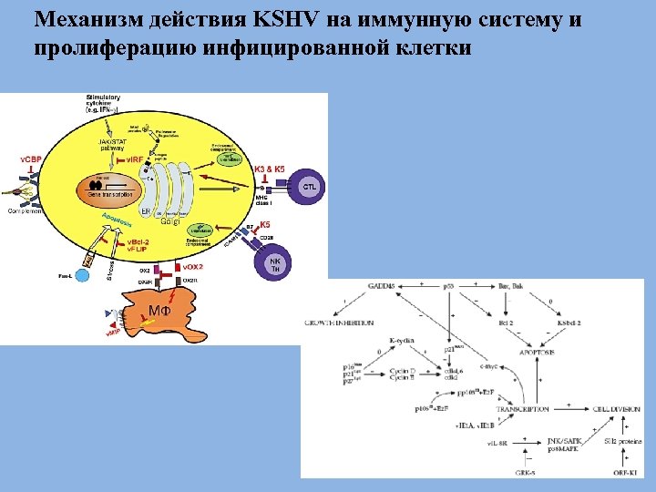 Механизм действия KSHV на иммунную систему и пролиферацию инфицированной клетки 