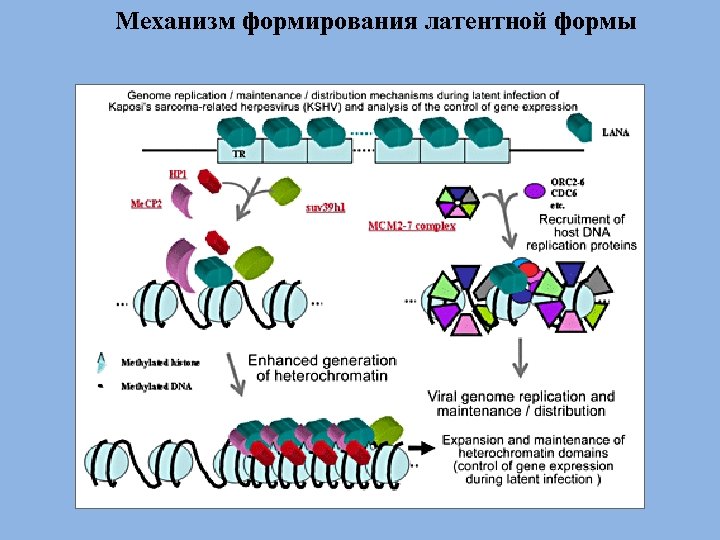 Механизм формирования латентной формы 