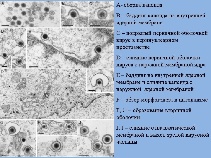 A- сборка капсида B – баддинг капсида на внутренней ядерной мембране С – покрытый