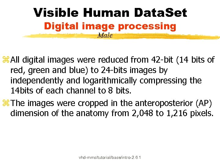 Visible Human Data. Set Digital image processing Male z All digital images were reduced