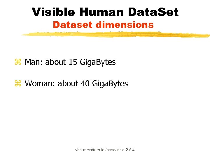 Visible Human Data. Set Dataset dimensions z Man: about 15 Giga. Bytes z Woman: