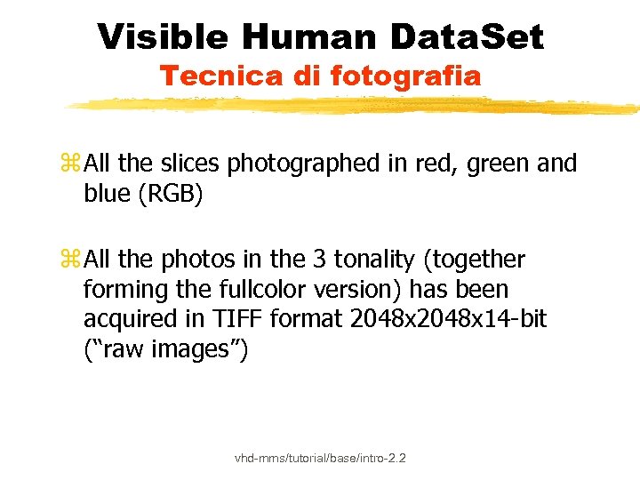 Visible Human Data. Set Tecnica di fotografia z All the slices photographed in red,